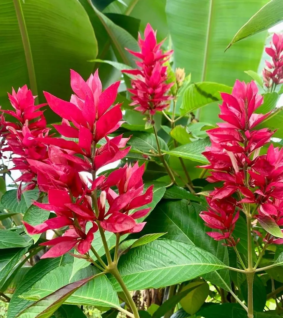 Villa Casa Orinoco - Farallones De Cali